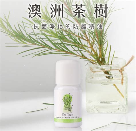 茶樹精油 寵物|精油字典——茶樹精油 功效/注意事項/使用方法。